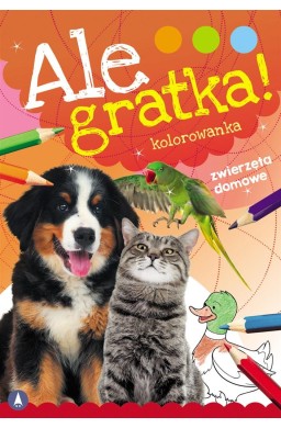 Ale gratka! Zwierzęta domowe