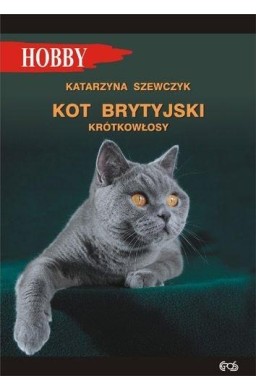 Kot brytyjski krótkowłosy w.4