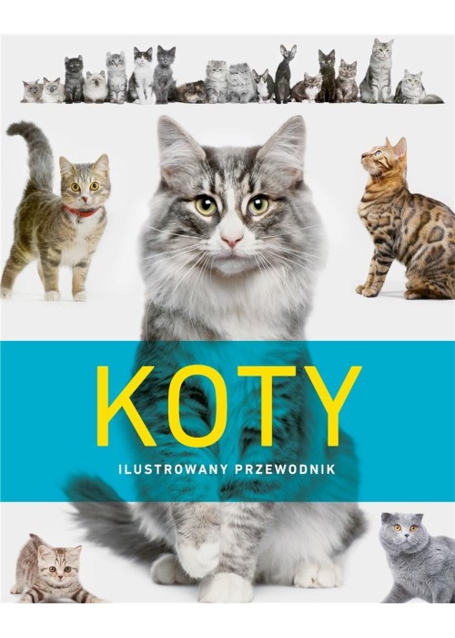 Koty. Ilustrowany przewodnik