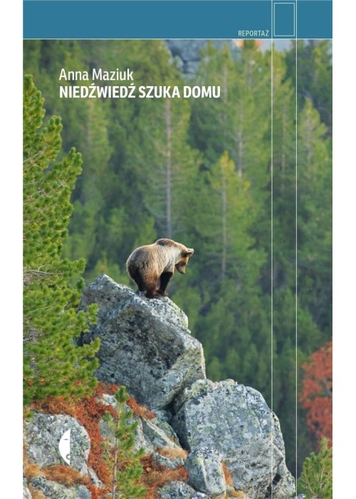 Niedźwiedź szuka domu