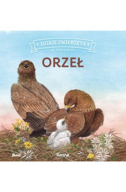 Dzikie zwierzęta w naturze. Orzeł